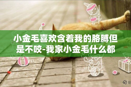 小金毛喜歡含著我的胳膊但是不咬-我家小金毛什么都咬,就是不咬狗咬膠。。。。。