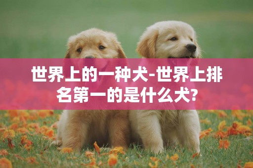 世界上的一種犬-世界上排名第一的是什么犬?