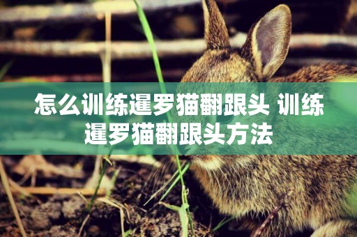 怎么訓練暹羅貓翻跟頭 訓練暹羅貓翻跟頭方法