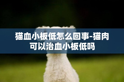 貓血小板低怎么回事-貓肉可以治血小板低嗎