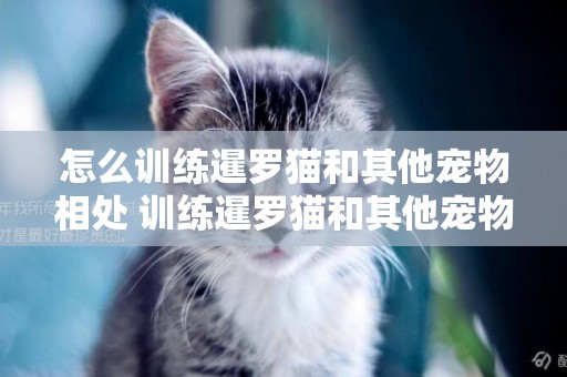 怎么訓練暹羅貓和其他寵物相處 訓練暹羅貓和其他寵物相處