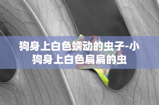 狗身上白色蠕動的蟲子-小狗身上白色扁扁的蟲