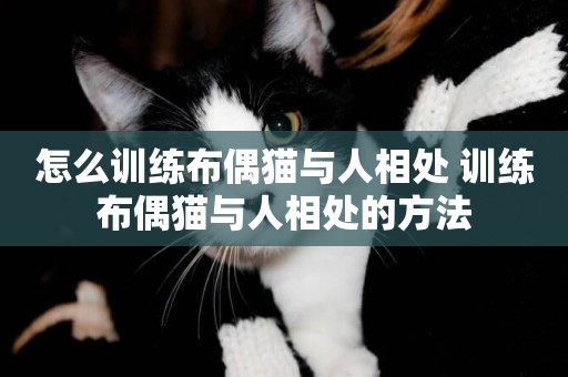 怎么訓練布偶貓與人相處 訓練布偶貓與人相處的方法