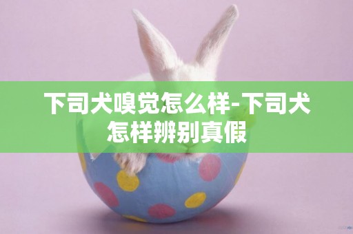 下司犬嗅覺怎么樣-下司犬怎樣辨別真假