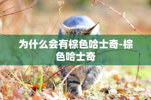 為什么會有棕色哈士奇-棕色哈士奇
