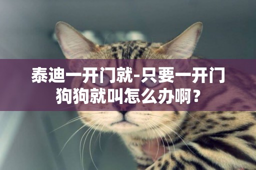 泰迪一開門就-只要一開門狗狗就叫怎么辦啊？