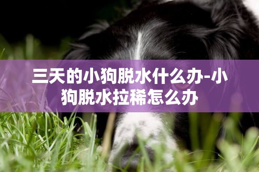 三天的小狗脫水什么辦-小狗脫水拉稀怎么辦