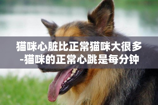 貓咪心臟比正常貓咪大很多-貓咪的正常心跳是每分鐘多少下
