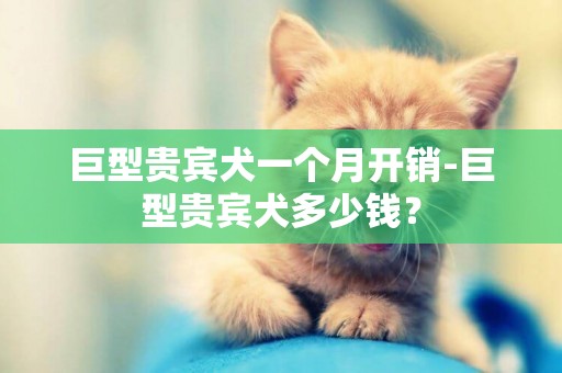巨型貴賓犬一個月開銷-巨型貴賓犬多少錢？