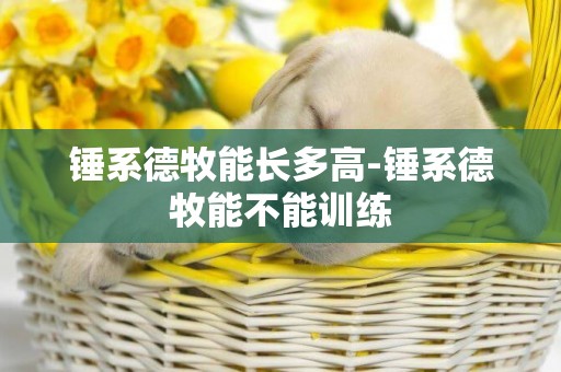 錘系德牧能長多高-錘系德牧能不能訓練