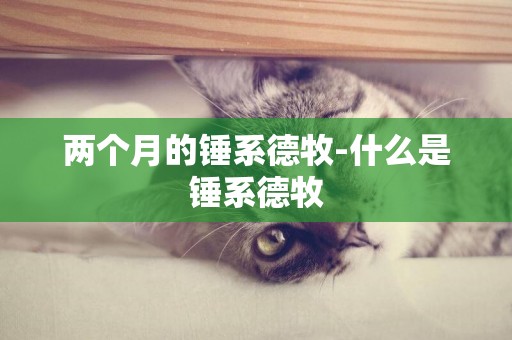 兩個月的錘系德牧-什么是錘系德牧