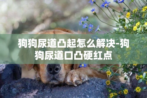 狗狗尿道凸起怎么解決-狗狗尿道口凸硬紅點