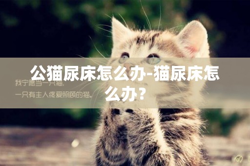 公貓尿床怎么辦-貓尿床怎么辦？
