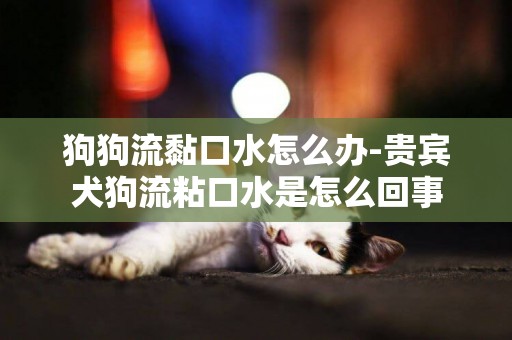 狗狗流黏口水怎么辦-貴賓犬狗流粘口水是怎么回事