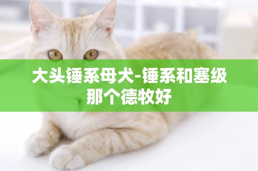 大頭錘系母犬-錘系和塞級那個德牧好