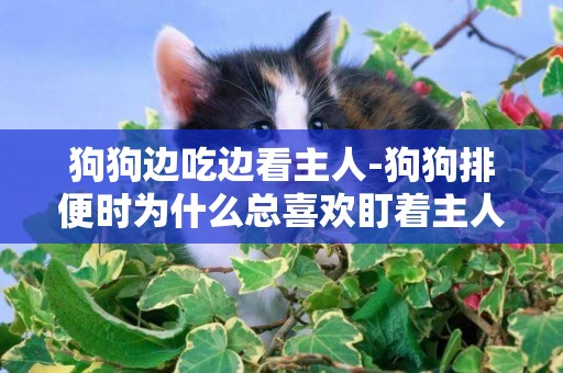 狗狗邊吃邊看主人-狗狗排便時為什么總喜歡盯著主人看？