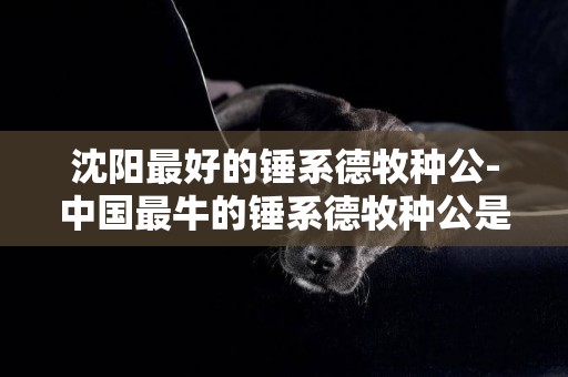 沈陽最好的錘系德牧種公-中國最牛的錘系德牧種公是誰