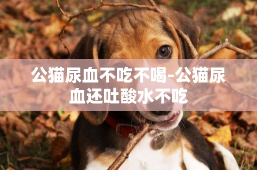 公貓尿血不吃不喝-公貓尿血還吐酸水不吃