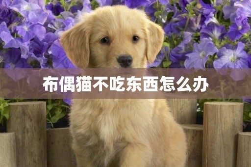 布偶貓不吃東西怎么辦