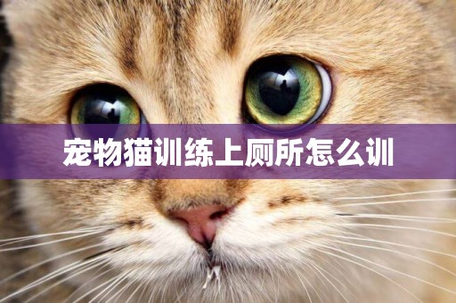 寵物貓訓練上廁所怎么訓