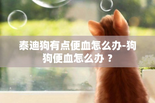 泰迪狗有點便血怎么辦-狗狗便血怎么辦 ？