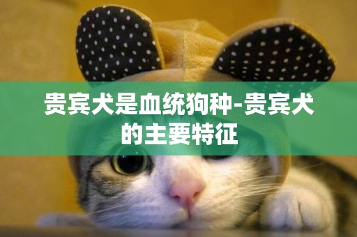 貴賓犬是血統狗種-貴賓犬的主要特征
