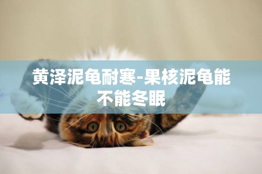 黃澤泥龜耐寒-果核泥龜能不能冬眠