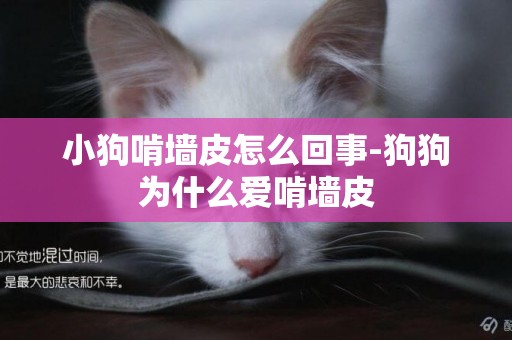 小狗啃墻皮怎么回事-狗狗為什么愛啃墻皮