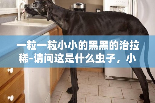 一粒一粒小小的黑黑的治拉稀-請問這是什么蟲子，小小的 黑黑的