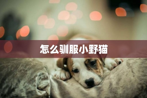 怎么馴服小野貓