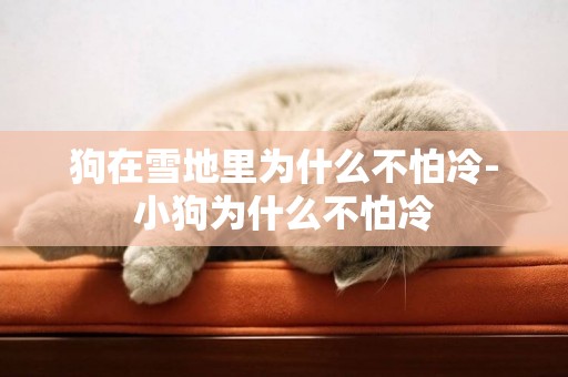 狗在雪地里為什么不怕冷-小狗為什么不怕冷