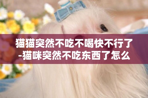 貓貓突然不吃不喝快不行了-貓咪突然不吃東西了怎么回事？