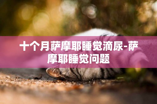 十個月薩摩耶睡覺滴尿-薩摩耶睡覺問題