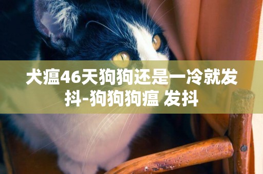 犬瘟46天狗狗還是一冷就發抖-狗狗狗瘟 發抖