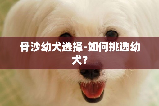 骨沙幼犬選擇-如何挑選幼犬？