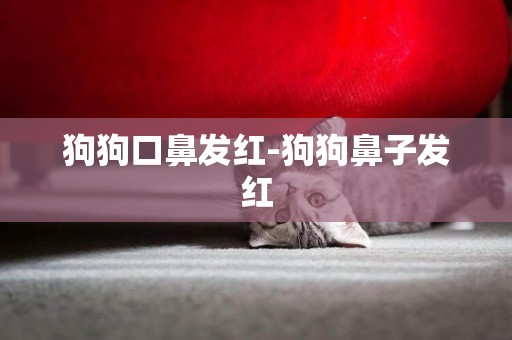 狗狗口鼻發紅-狗狗鼻子發紅