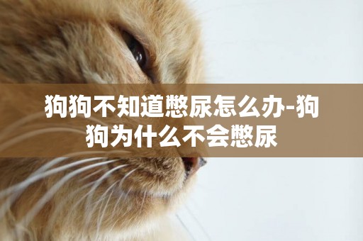 狗狗不知道憋尿怎么辦-狗狗為什么不會憋尿