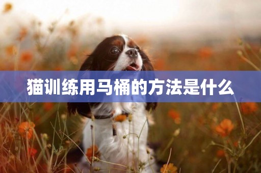 貓訓練用馬桶的方法是什么