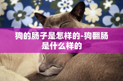狗的腸子是怎樣的-狗翻腸是什么樣的