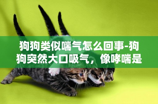 狗狗類似喘氣怎么回事-狗狗突然大口吸氣，像哮喘是怎么回事