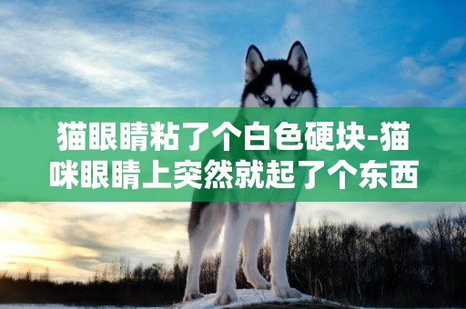 貓眼睛粘了個白色硬塊-貓咪眼睛上突然就起了個東西，透明狀的就在眼球的正中間！來個真懂得教教怎么治療！