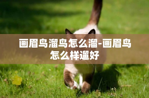 畫眉鳥溜鳥怎么溜-畫眉鳥怎么樣遛好