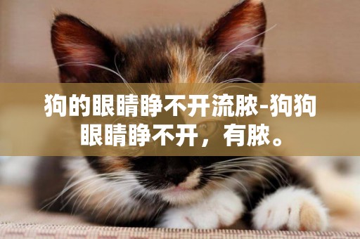 狗的眼睛睜不開流膿-狗狗眼睛睜不開，有膿。