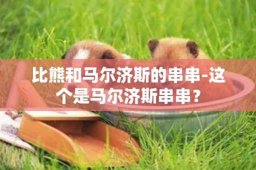 比熊和馬爾濟斯的串串-這個是馬爾濟斯串串？