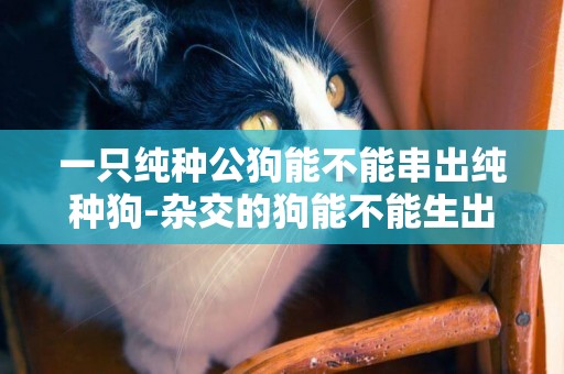 一只純種公狗能不能串出純種狗-雜交的狗能不能生出純種的狗