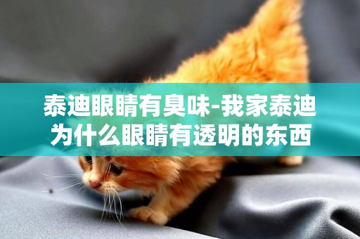 泰迪眼睛有臭味-我家泰迪為什么眼睛有透明的東西