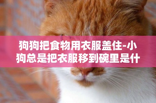 狗狗把食物用衣服蓋住-小狗總是把衣服移到碗里是什么意思