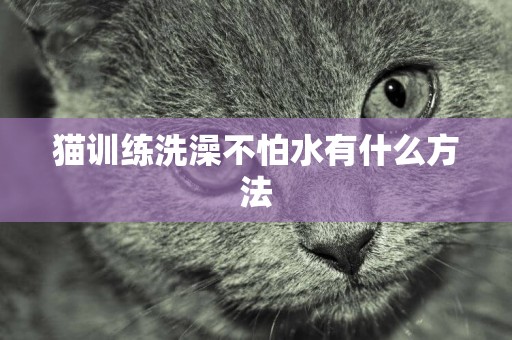 貓訓練洗澡不怕水有什么方法