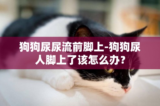 狗狗尿尿流前腳上-狗狗尿人腳上了該怎么辦？