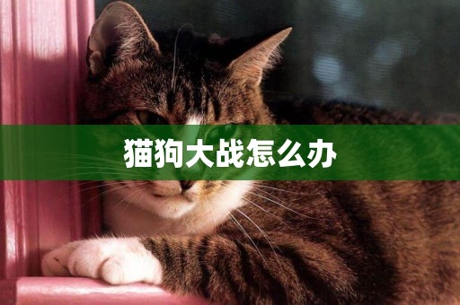 貓狗大戰怎么辦